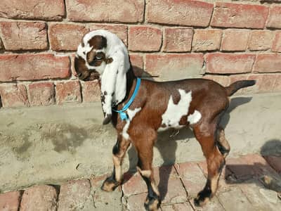 Beetal Male  Goat kid for sale