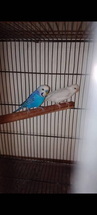 Australian parrot breeder pair available