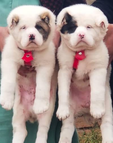 King Alabai pair pure breed security dog 2months for sale