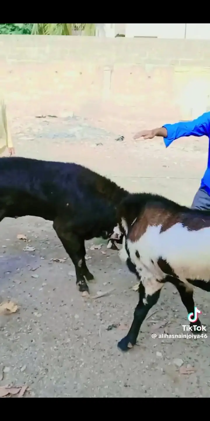 Nagra Bakray for Breeding