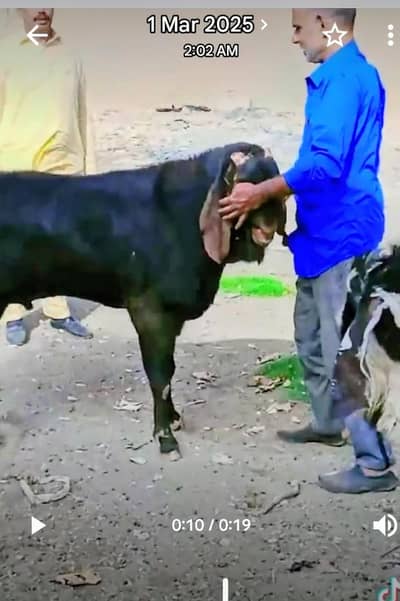 Nagra Bakray for Breeding