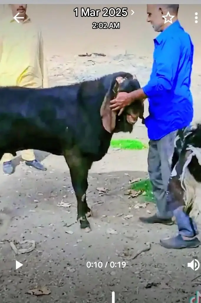 Nagra Bakray for Breeding — photo 3