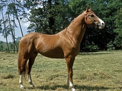 Pure thoroughbred horse