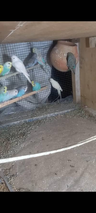 java , budgies for sale