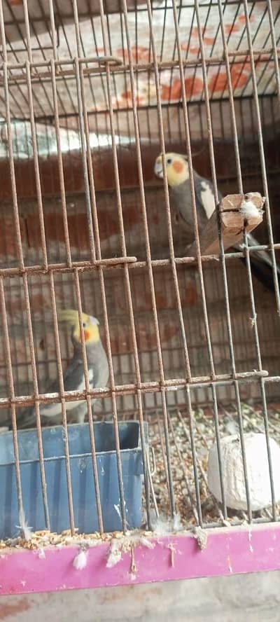 Cocktail breeder male