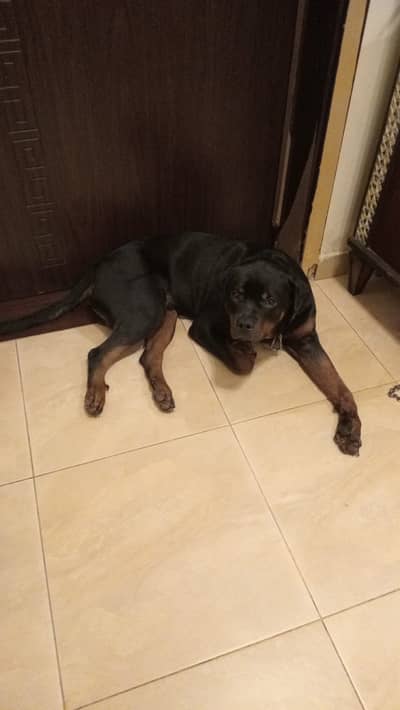 Rottweiler dog / Rottweiler Pedigree dog / dog /rottweiler 03435111259