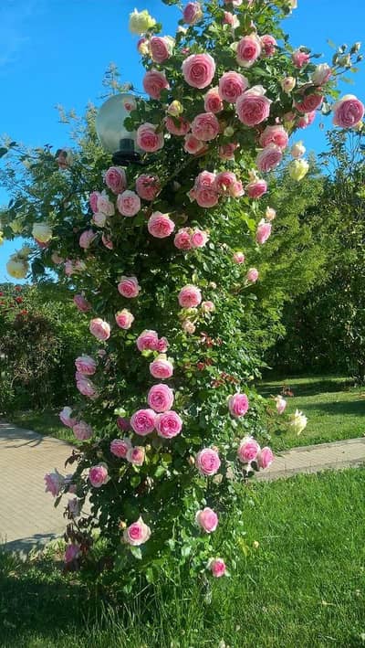 need a job for cooki