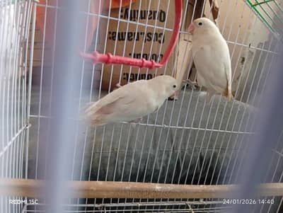 Alll  Love Birds Setup For Sale