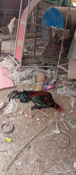 high qulity pair long hight or pure paper white madi