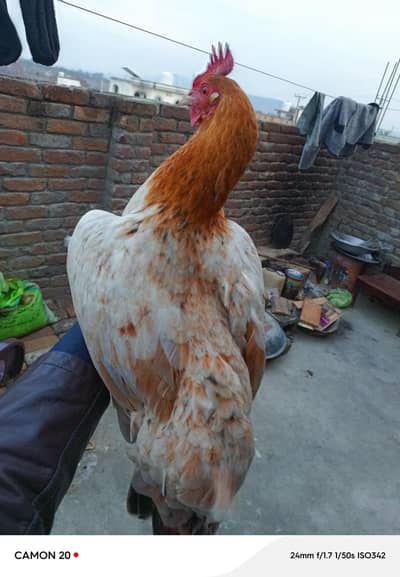 dasi ando vali murgi or aseel murgi