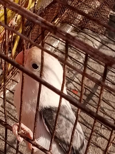 love love birds 03114386871