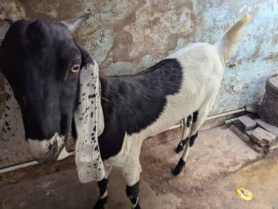 Kheeri Path . . . Bakri for sale. . punjabi nasal . . . crossed . . . double hadi