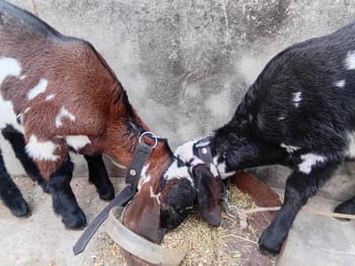 Beetal male & femal 2 month age 03311071310