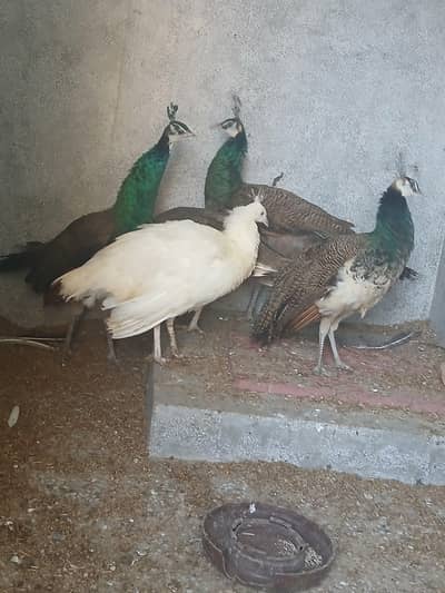 5 peacocks sell