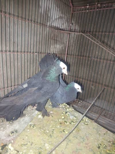 Top quality mukhi peigeons