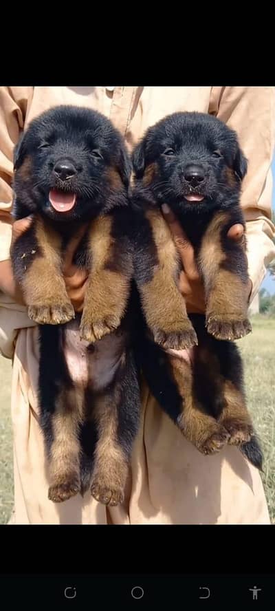German Shepherd long coat Jodi for sale