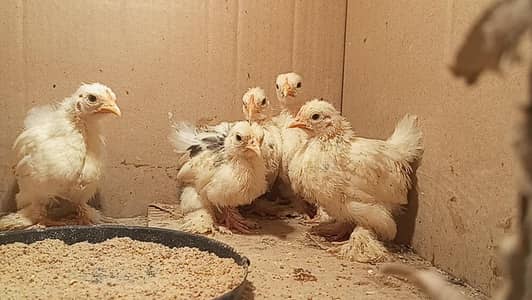 japenese & Bantam chicks