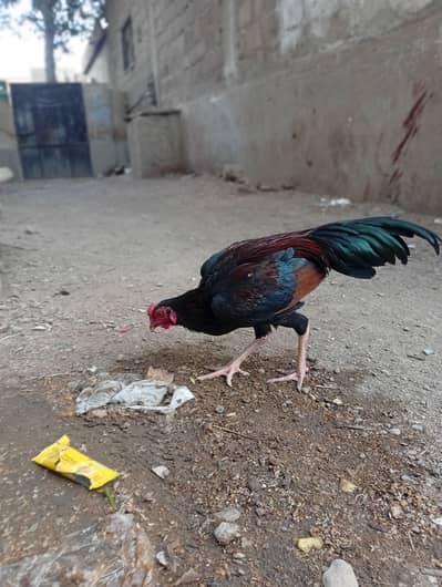 Aesel murga patta ha 7 month ka