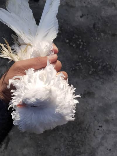frillback  silver mukhi brown mukhi