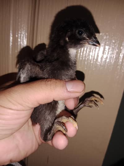 Burmi , Pakoye  & Pans Chicks