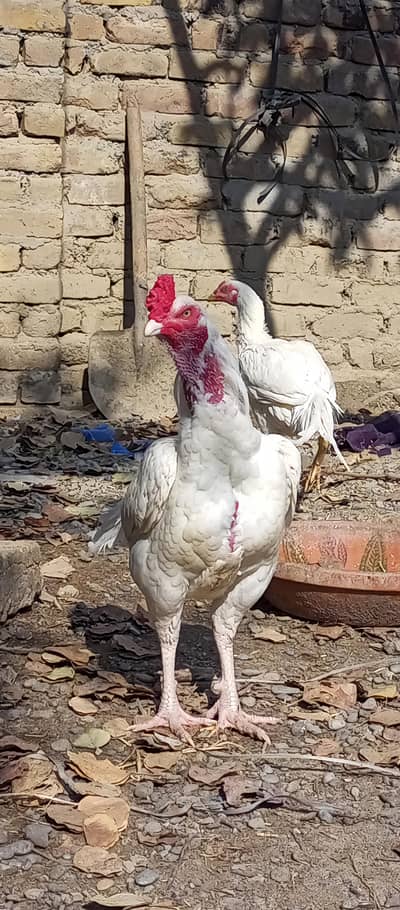 Aseel heera morgha high quality mein full mazboot jor