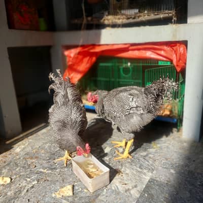 plymouth top quality male