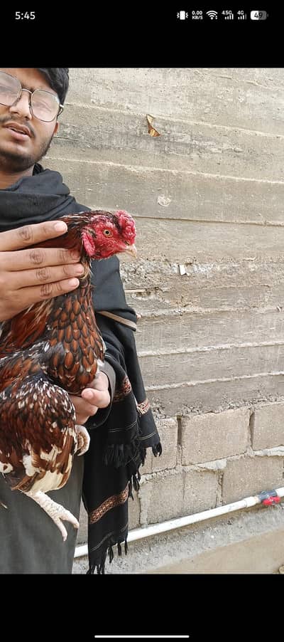 Amroha Murga For Sale