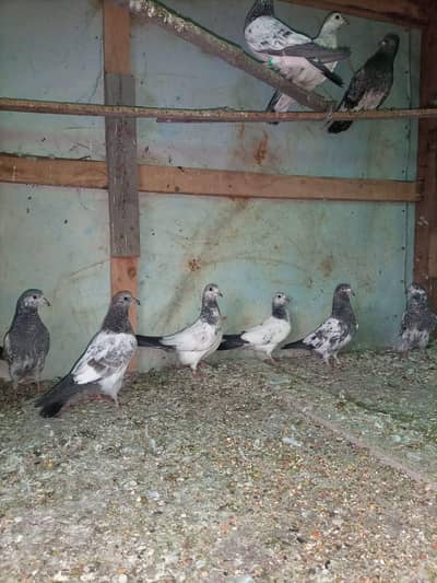 Teddy/Motio/Mian nazeer/tasveer/ Red eye/Sialkoti/Pigeon/tedi kabutar