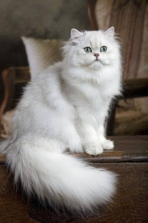 Persian cat/ Read Discrption. . . .