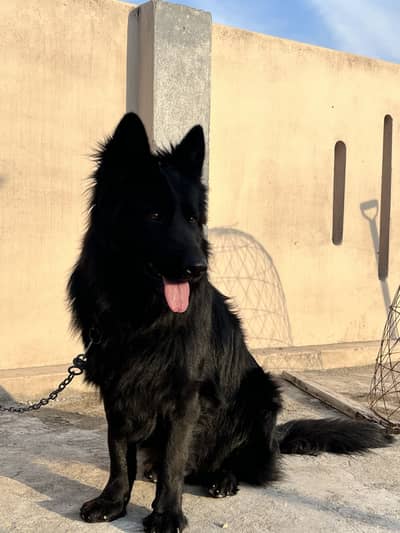 Black German sheperd