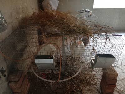 Newziland white rabbit