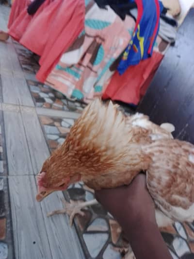 hen for sale