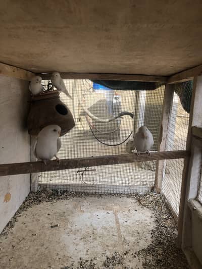 2 Austalian red Eyes pair Fellow