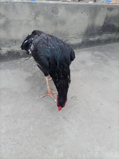 aseel patha lasani exchange with long height band gadi patha