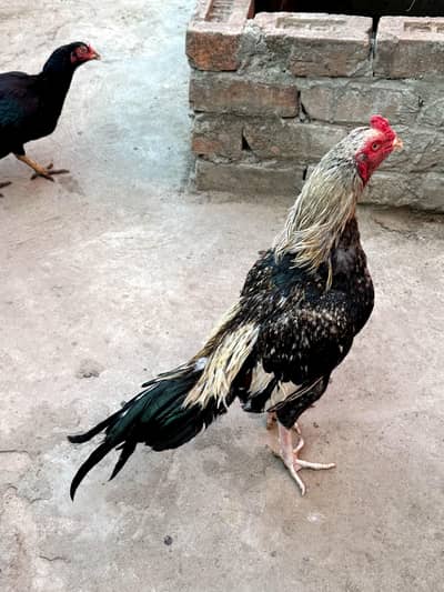 mianwali aseel murga