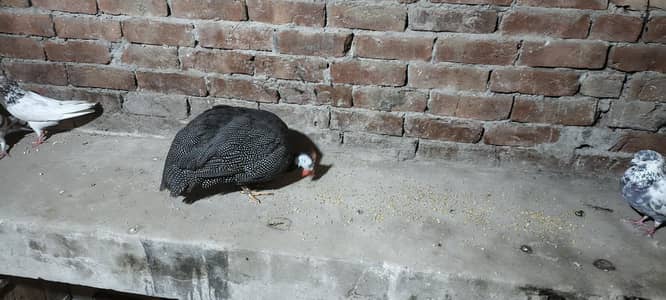 guinea fowl titri