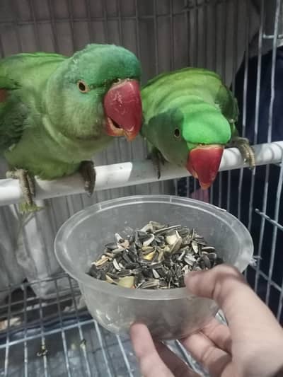 Pahari kashmiri 03452500314