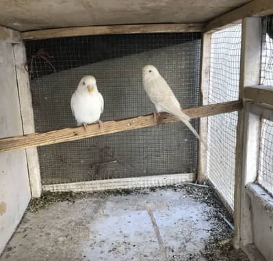 Austalian red Eyes pair Fellow