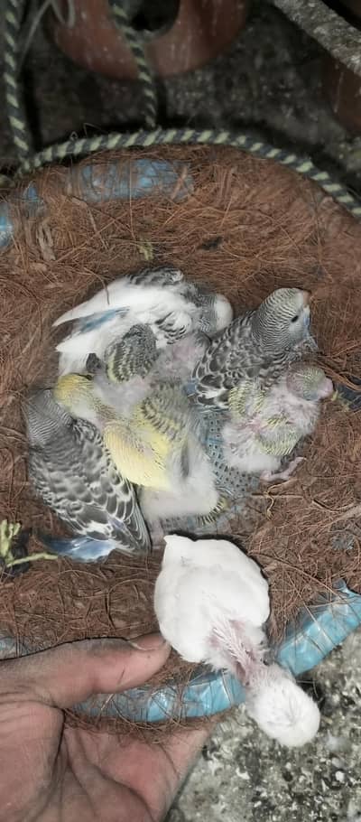 buggies parrots chicks sale for  handtame