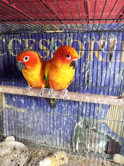 Suncnor breeder pair