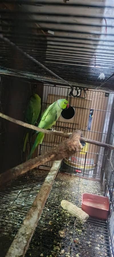 Parrot male Ringneck for sale