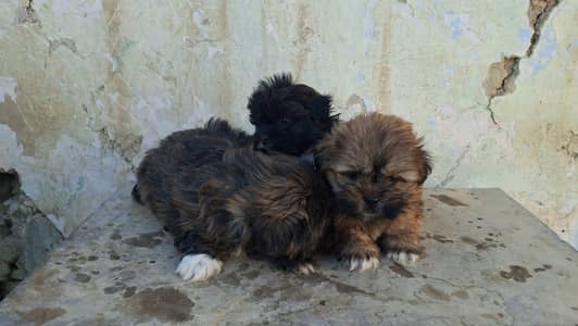 3 Adorable Shih Tzu Puppies Available – Healthy & Playful!