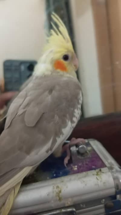tamed cockatiel female