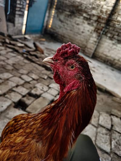 Aseeal breeder farsale