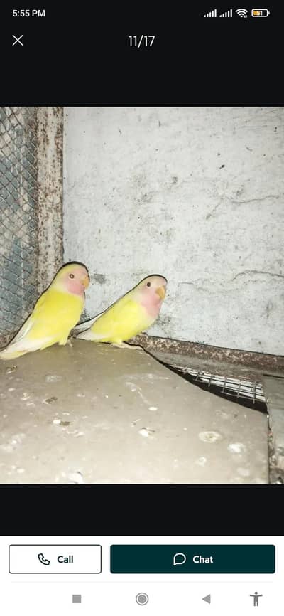 common Latino ka patho ka pair sale Faisalabad