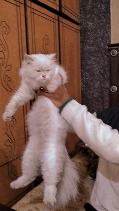 allhamdulliah all ok