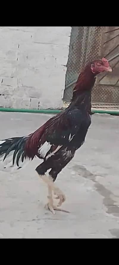 Pakistani aseel for sale