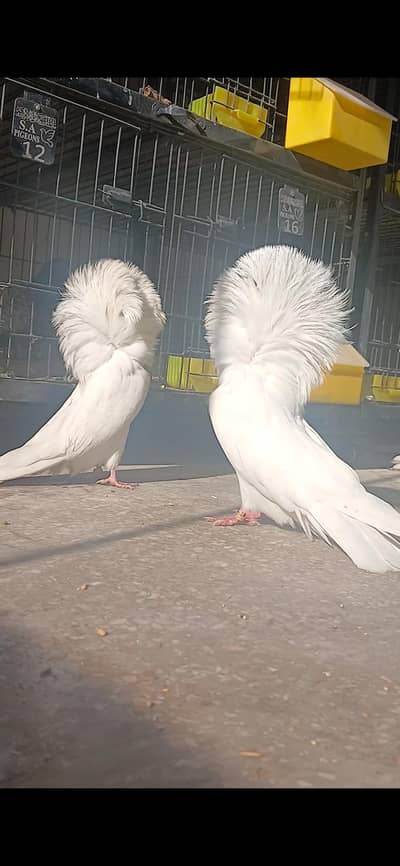 White jacbion breadr pair. . red single male.