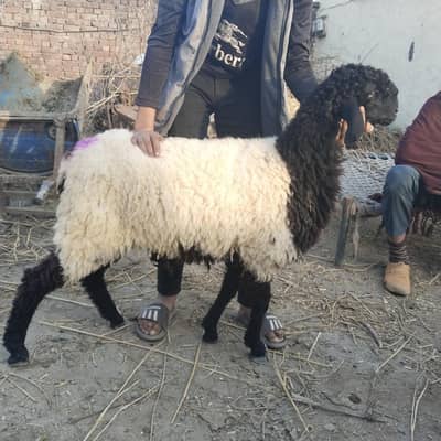 6 Beautiful and healthy sheep for sell