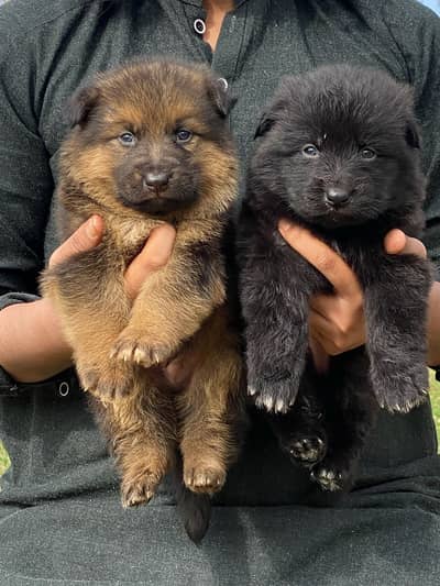 German Shepherd | German Shepherd Puppy | Long Coat Puppy | GSD